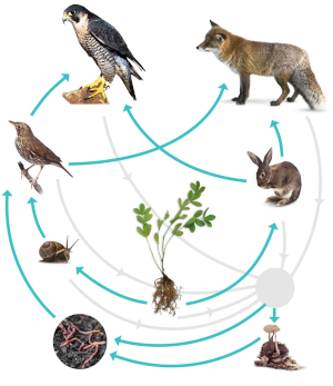 an example food web graph between species, a directed graph